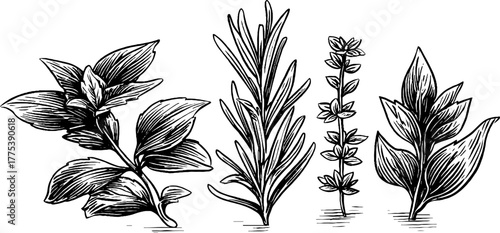 Vintage herb sketch with thyme, rosemary, and basil sprigs for culinary art