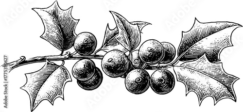 Festive holly leaves and berries cluster in vintage engraving style for holiday decor