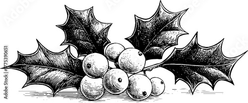 Festive holly leaves and berries in vintage engraving style for holiday decor