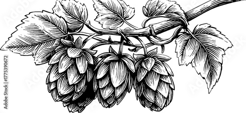 Hop plant with cones and leaves in vintage engraving style for botanical design