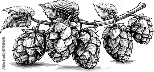 Vintage engraving of hop plant with cones and leaves for botanical art design