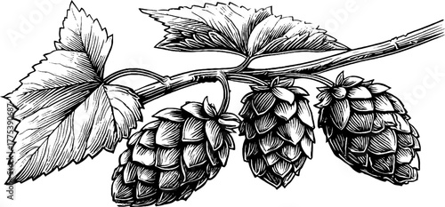 Vintage hop plant with cones and leaves in engraving style for label or design