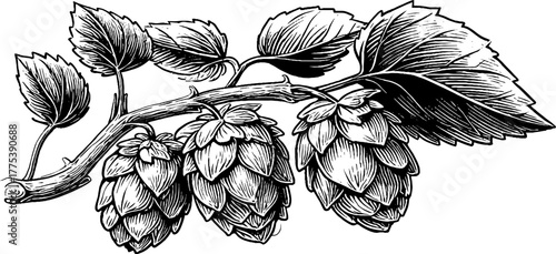 Vintage hop plant with cones and leaves in engraving style for retro designs