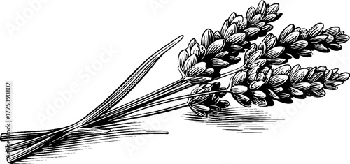 Lavender stem with blossoms in vintage engraving style design for decor and print