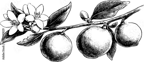 Lemon branch with fruit and blossoms in vintage engraving style for botanical decor