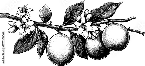 Lemon branch with fruits and blossoms in vintage engraving style for design or print