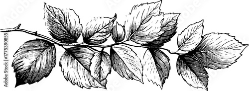 Vintage leaf border pattern in black and white engraving style for design projects