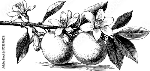 Lemon branch with fruit and blossoms in vintage engraving style for botanical art and design