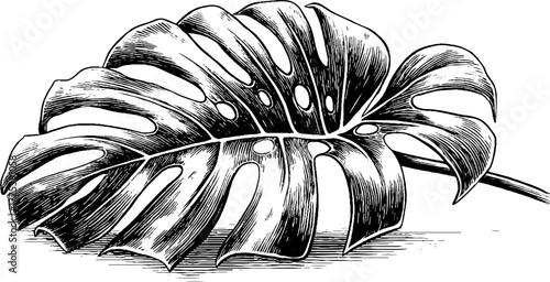 Vintage monstera leaf with characteristic holes engraving for artistic designs