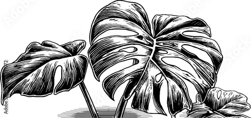 Vintage monstera leaf engraving with characteristic holes for design use