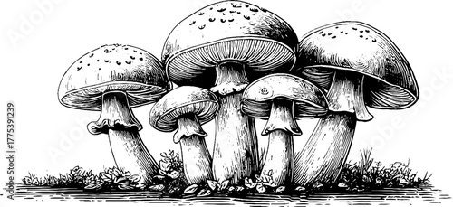 Intricate vintage mushroom cluster with detailed caps in engraving style