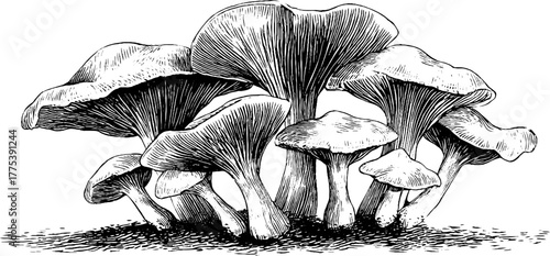 Cluster of mushrooms with detailed caps in vintage engraving style for nature-themed designs