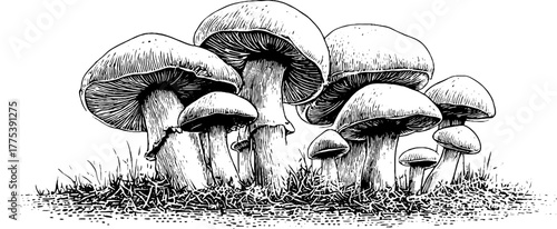 Detailed mushroom cluster in vintage engraving style for decorative design