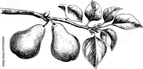 Vintage engraving of pear branch with single fruit and leaves for design and decoration
