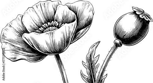 Poppy flower and seed capsule vintage style hand drawn sketch for retro design and decor