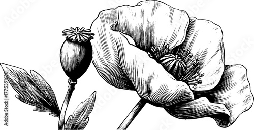 Vintage poppy flower with seed capsule in engraving style for design and decor