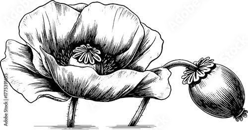 Vintage poppy flower with seed capsule in engraving style for retro design