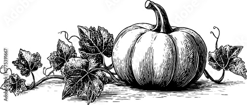 Vintage pumpkin with stem and vine tendrils engraving design for autumn decor
