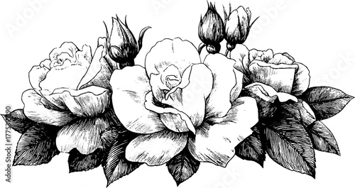 Vintage rose frame with leaves and buds in engraving style for decorative design