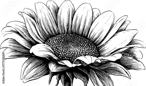 Vintage sunflower with detailed petals and textured center for artistic design