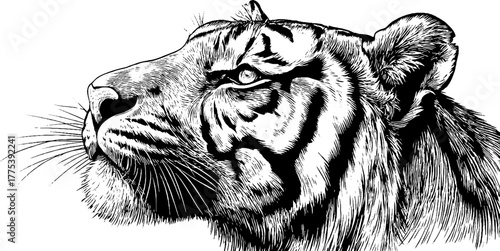 Majestic tiger head in profile in vintage engraving style for design