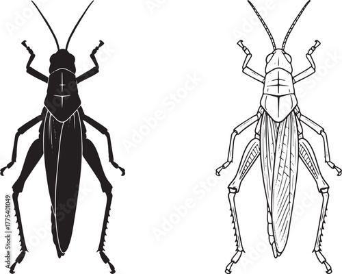 Two grasshopper drawings, one in black silhouette and one as a black outline, sit isolated