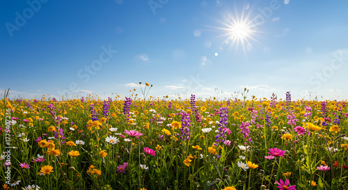 Fototapeta Naklejka Na Ścianę i Meble -  A sunny day over a colorful meadow filled with blooming wildflowers