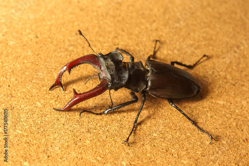 Large stag beetle displaying vibrant mandibles on a textured surface