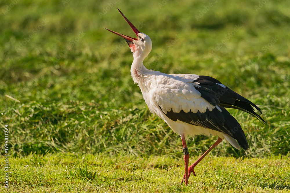 Fototapeta premium Weißstorch auf einer Wiese am Federsee