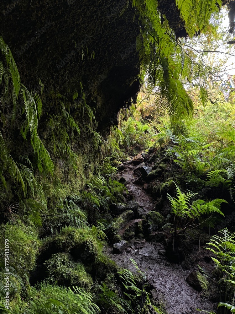 Obraz premium cave in the jungle, with green nature, Azores island