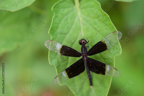 butterfly on leaf