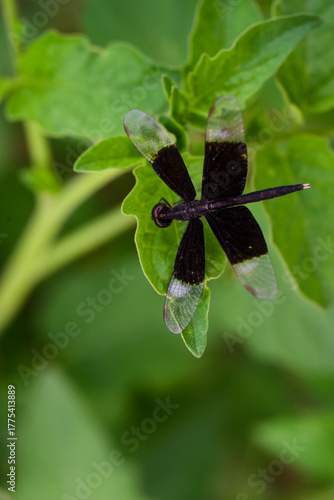 butterfly on leaf