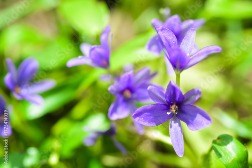 blue flowers in the forest