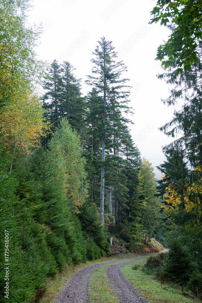 Fototapeta premium toute en terre dans les montagne, visite de forêt, grand pins dnas la nature