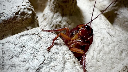 Detailed macro shot of a cockroach crawling on a rough textured surface, showing its antennae, spiny legs, and shiny body in natural lighting