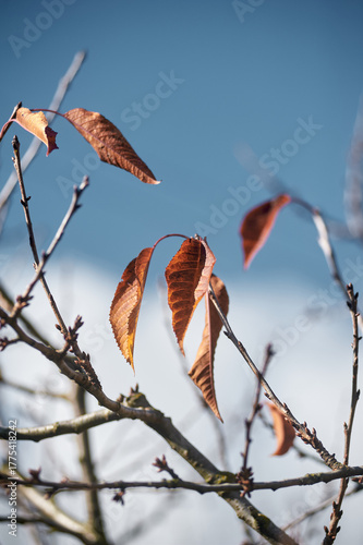 Last Leaves of Autumn Against Blue Sky