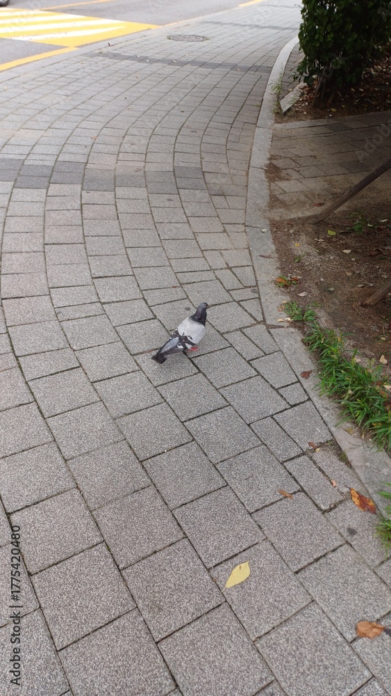 Fototapeta premium Pigeon