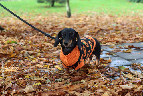 Dachshund dog in an orange jacket walks in the autumn park