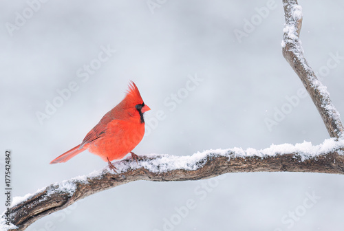 Northern Cardinal male - Cardinalis cardinalis perched on a snow covered branch on a cold winter day in Canada