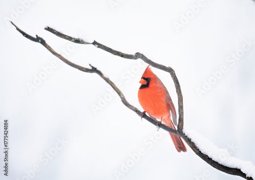 Northern Cardinal male - Cardinalis cardinalis perched on a snow covered branch on a cold winter day in Canada