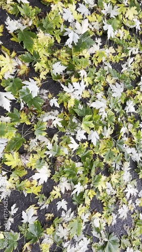 A vibrant tapestry of maple leaves, showcasing a rich array of colors and textures, creating a stunning visual display.