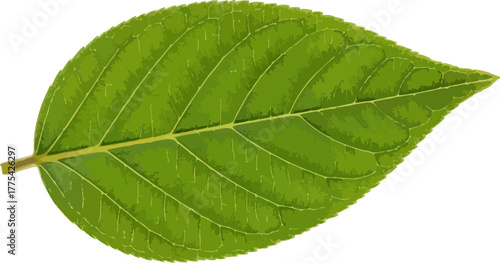 Bright green leaf with detailed veins isolated on a black background