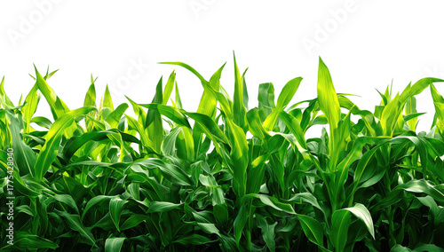 A vibrant close-up of bright green corn stalks growing upwards, isolated against a black background