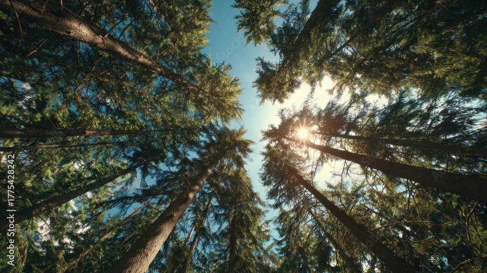 Fototapeta premium A serene view of tall trees reaching towards a bright sky, with sunlight filtering through the branches, creating a peaceful atmosphere.