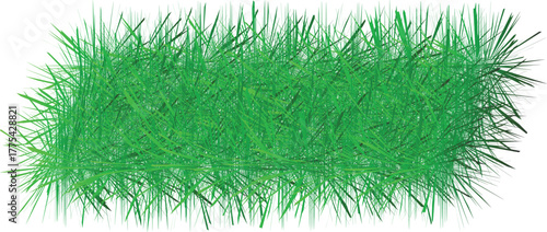 grass isolated on white background