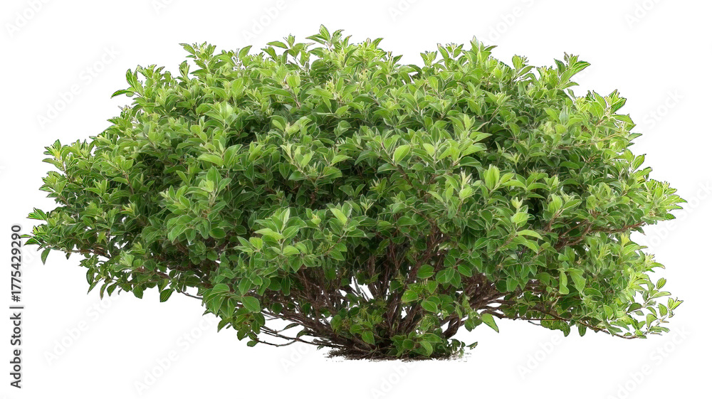 Fototapeta premium Lush green shrub with dense foliage, showcasing vibrant leaves and a bushy appearance.