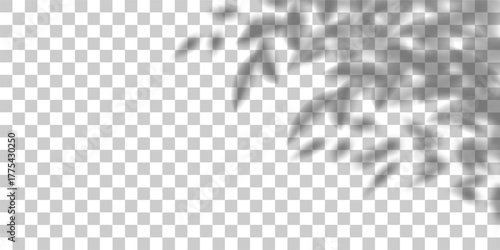 Flower shadow in spring room, tree leaves bg overlay. Light cast tropic plant 3d gobo flatlay. Transparent shade png element, summer branches on white wall. Floral sun texture, window beams mockup