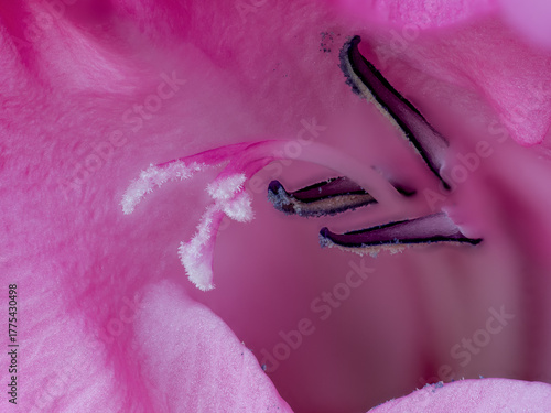 Vászonkép Gladiolus (Gladiolus L