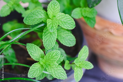 Close-up of fresh green mint leaves in a garden setting.