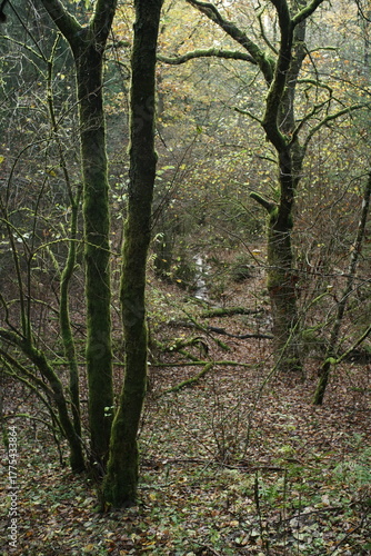 Herbst Wald natur draußen lustig und heiter unterwegs sein zwischen Laubbäumen